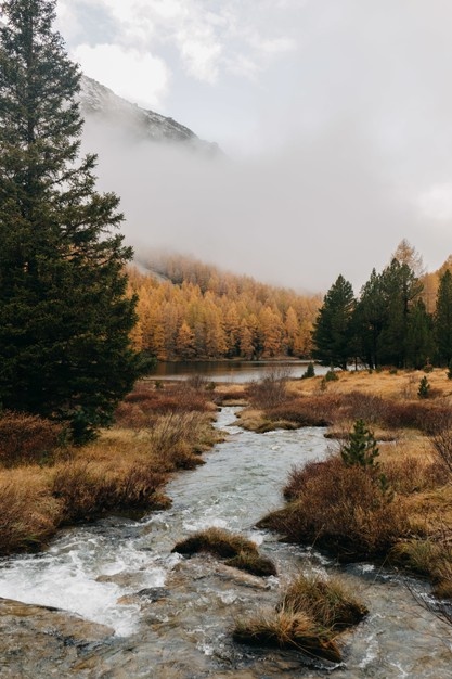 vertical shot small stream water flowing through autumn forested area misty day 181624 52173